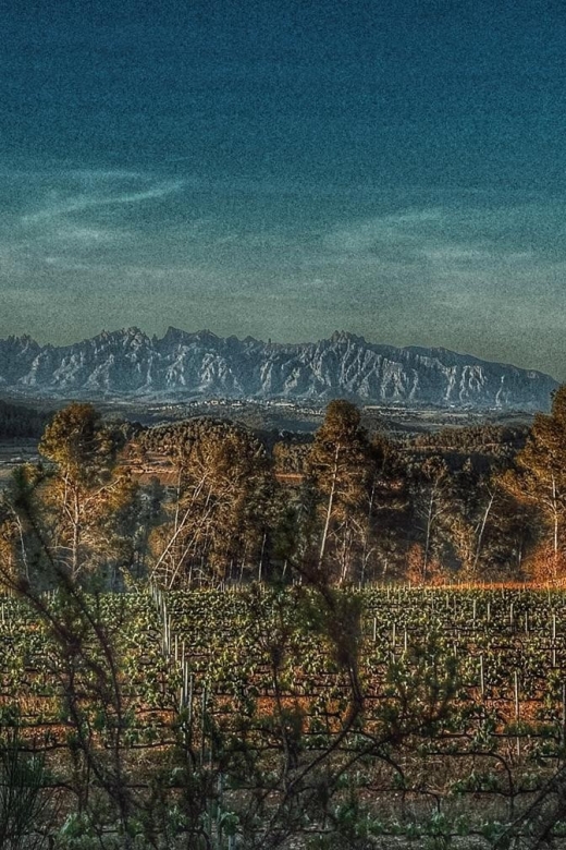 Exclusive Penedes wine tour & brunch in the vineyard - Timing, weather, and comfort