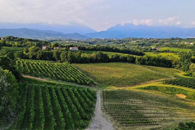 Exclusive Tour of the Vineyards with Visit to the Cellar! - Why This Small Estate Visit Works So Well