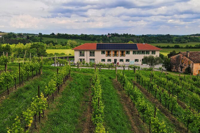 Exclusive Tour of the Vineyards with Visit to the Cellar! - How Much Time You Really Need