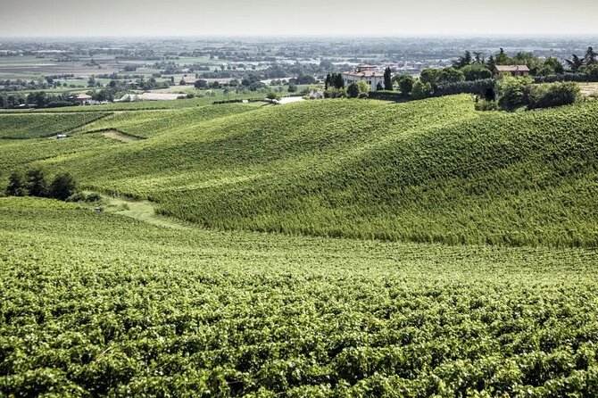 Experience Emilian Wines at Bologna Vineyard Vista - Price, timing, and what you receive