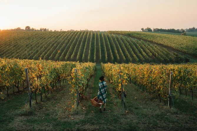 Experience Emilian Wines at Bologna Vineyard Vista - The two published experiences and what they tell you