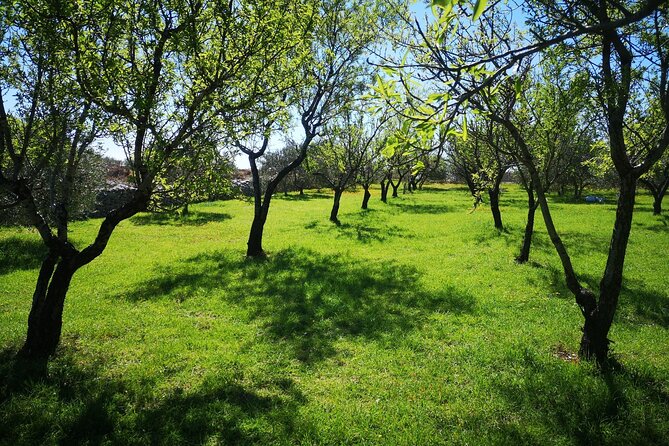 Family-run Vineyard Tour & Award Winning Wine Tasting/Delicacies - Accordion Music and a Personal Croatian Welcome