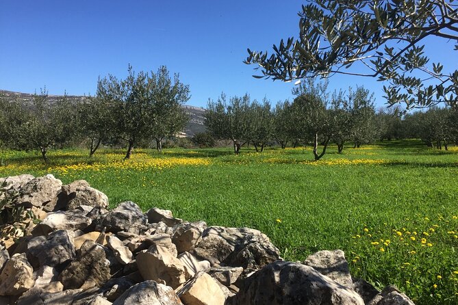 Family-run Vineyard Tour & Award Winning Wine Tasting/Delicacies - What the $225.18 Price Really Covers