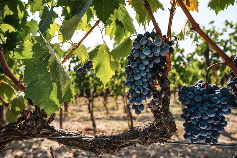 Florence: Chianti Vineyards Tour with Wine Tasting & Dinner - FAQ