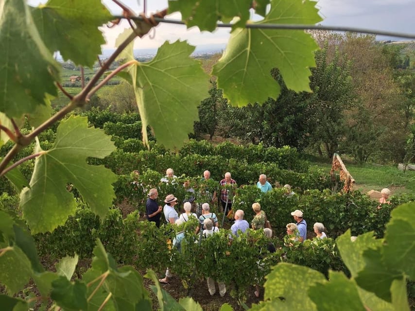 Frascati: 3-Hour Wine and Oil Tasting with Lunch/Dinner - Arriving at Vicolo di Prataporci, 8