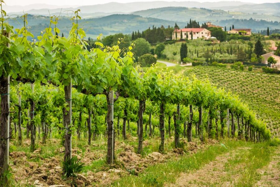 Frascati Private Tour w/ Lunch & Wine Tasting in a Vineyard - Key points to know before booking
