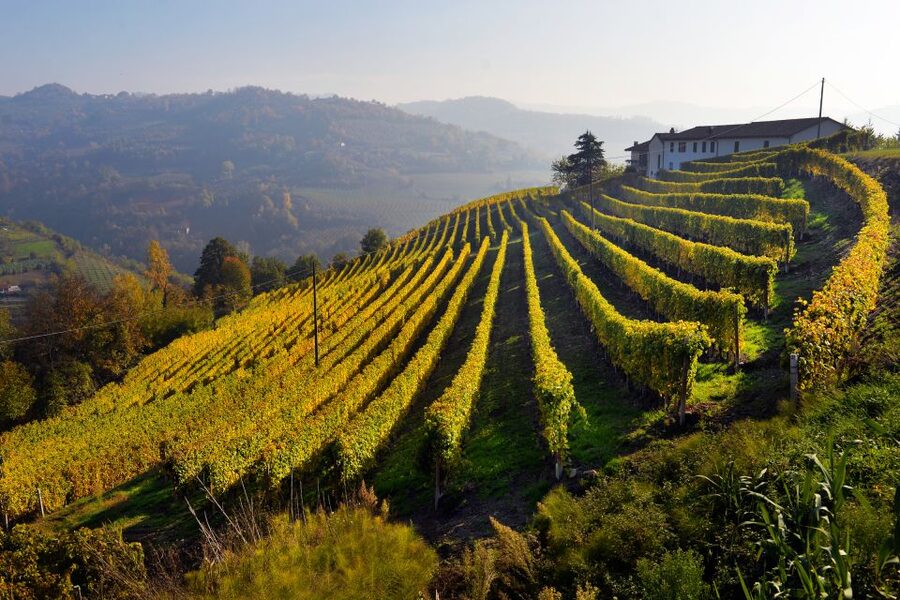 Frascati Private Tour w/ Lunch & Wine Tasting in a Vineyard - Timing, accessibility, and who will enjoy it most