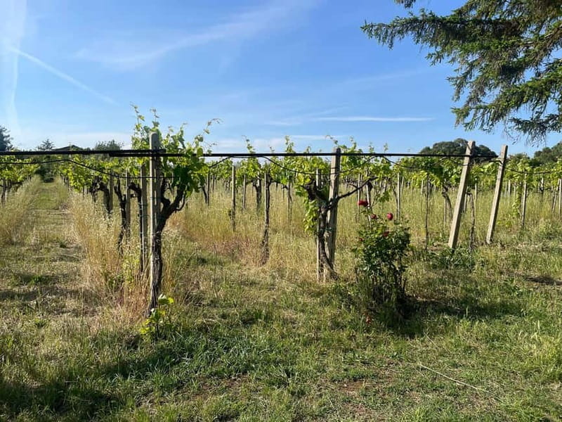 Frascati: Vineyard Wine Tasting Tour with Snacks - Leaving Rome for Frascati in 15 minutes