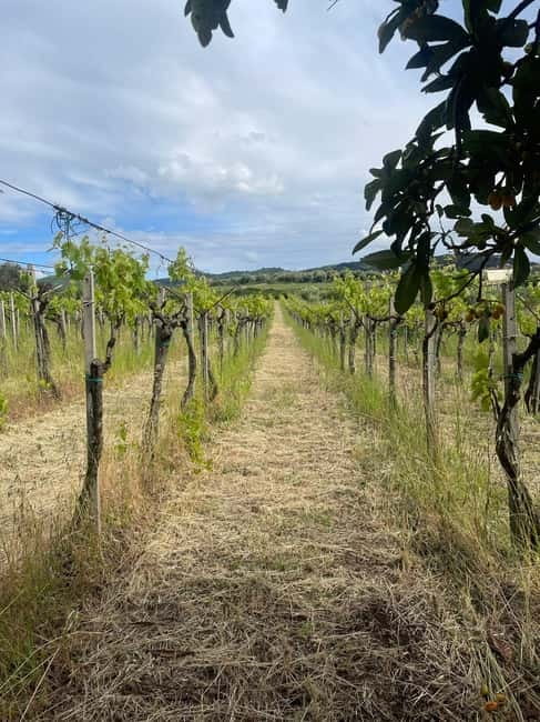 Frascati: Vineyard Wine Tasting Tour with Snacks - Coffee, local liquor, and the final farmhouse pause