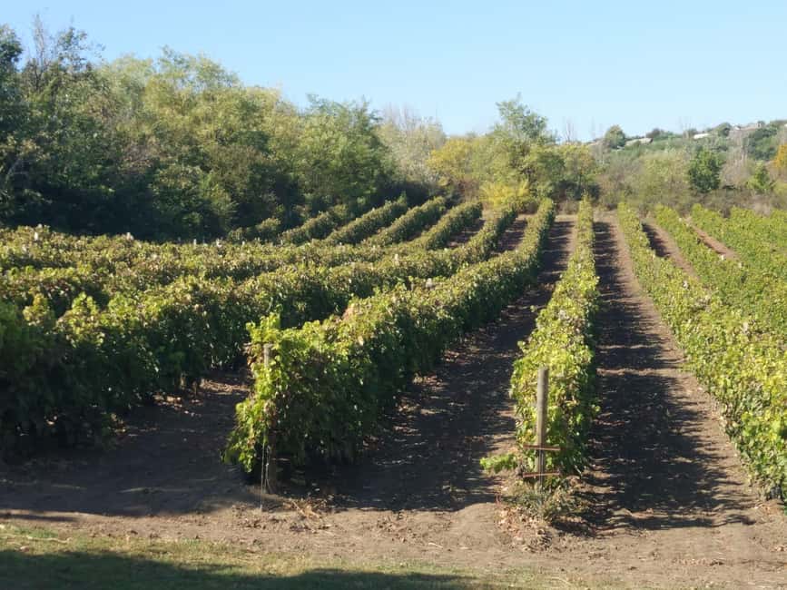 From Alicante and Elche: Guided tour for vineyard and winery with tasting - What makes this winery visit worth your time