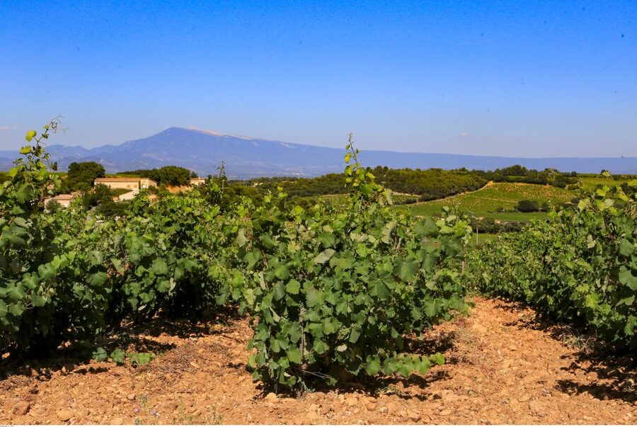 From Avignon: Half-Day Great Vineyards Tour - Key points before you book