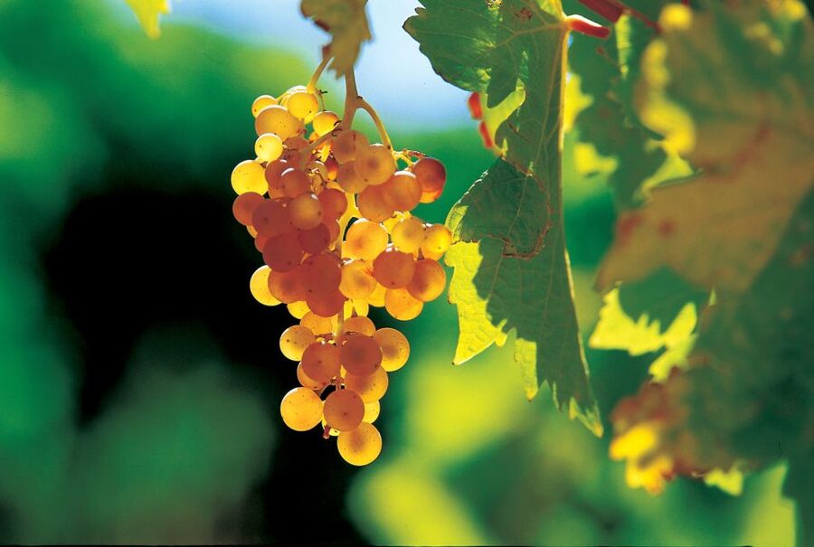 From Avignon: Half-Day Great Vineyards Tour - My verdict: a smart half-day from Avignon