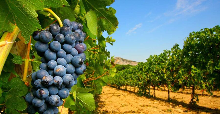 From Avignon: Half-Day Great Vineyards Tour - Leaving Avignon for the Côtes du Rhône