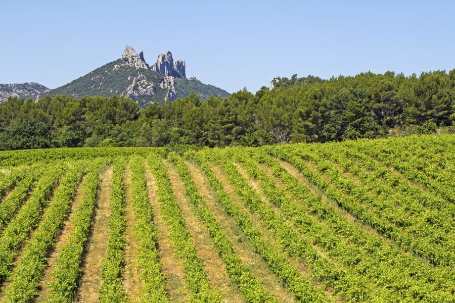 From Avignon: Half-Day Great Vineyards Tour - Châteauneuf-du-Pape and the drama of the Rhône