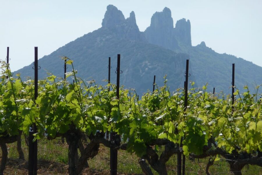 From Avignon: Half-Day Great Vineyards Tour - Practical details that affect your day