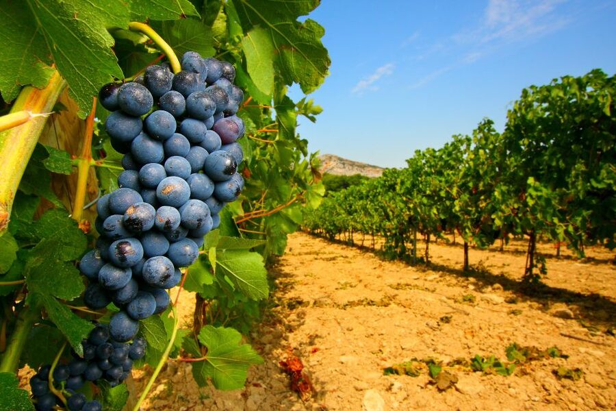 From Avignon: Half-Day Great Vineyards Tour - What makes Gigondas and Séguret worth seeing
