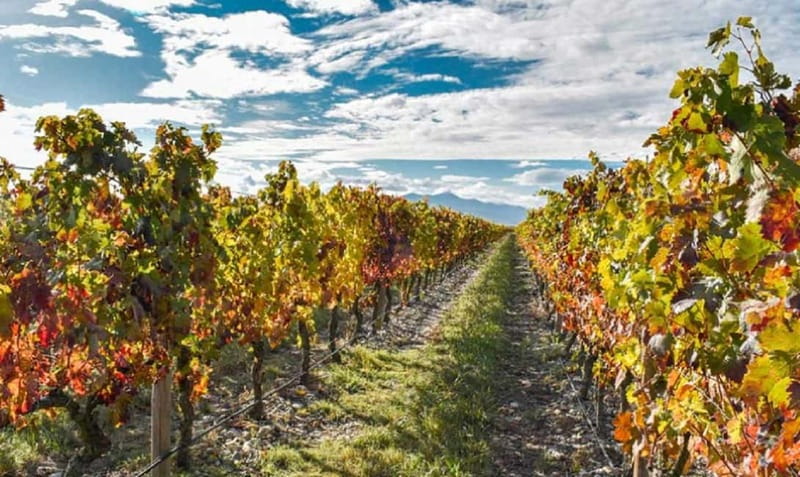 From Bilbao: La Rioja a journey to the vineyards & tradition - Weather, timing, and practical cautions