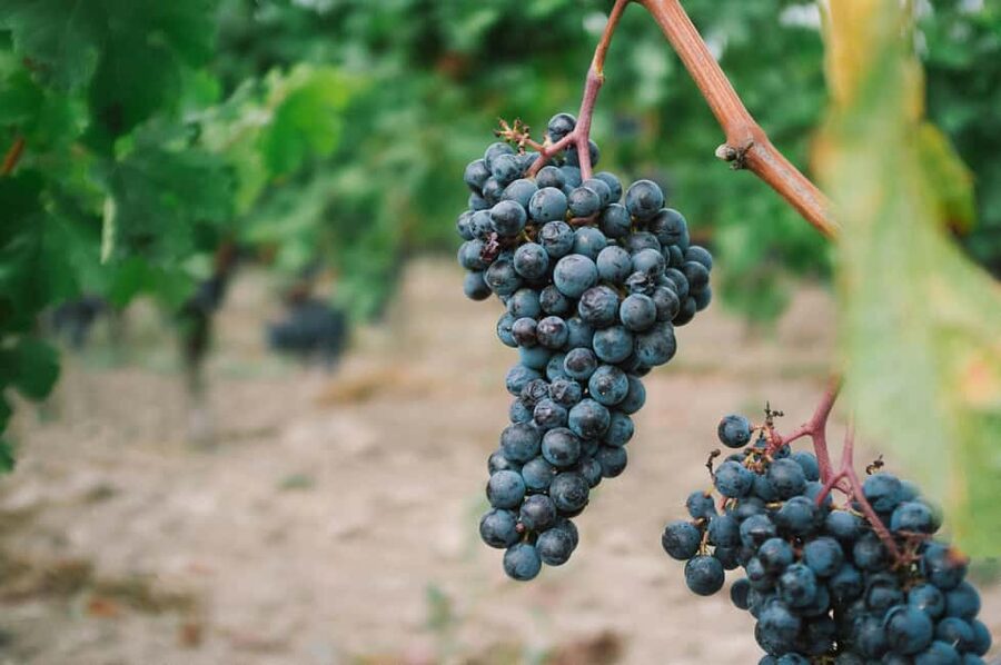 From Dijon: Côte de Nuits & Côte de Beaune Vineyards Tour - Why this day makes sense from Dijon