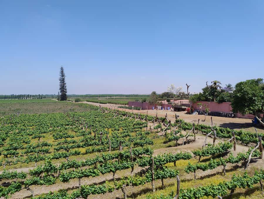 From Ica or Huacachina: Tour to Tacama Vineyard and Artisanal Winery. - Key points to know before booking