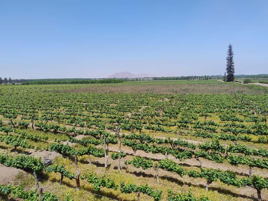 From Ica or Huacachina: Tour to Tacama Vineyard and Artisanal Winery. - Lovera and the family story of pisco