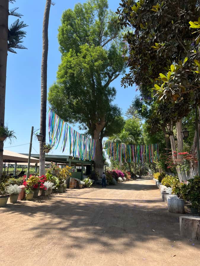 From Ica or Huacachina: Tour to Tacama Vineyard and Artisanal Winery. - What the tastings are really like