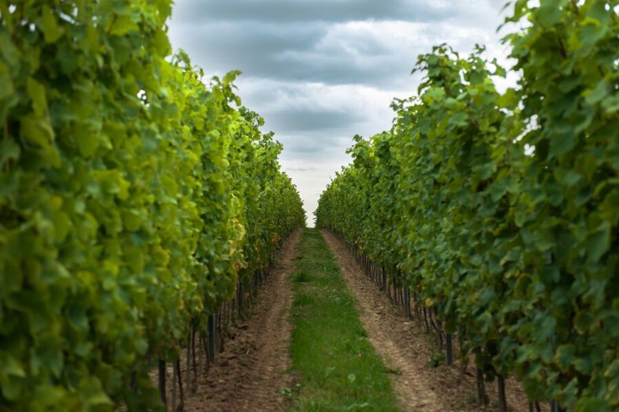 From Krakow: Wine Tasting at Vineyard - Four Polish wines or ciders at the tasting table