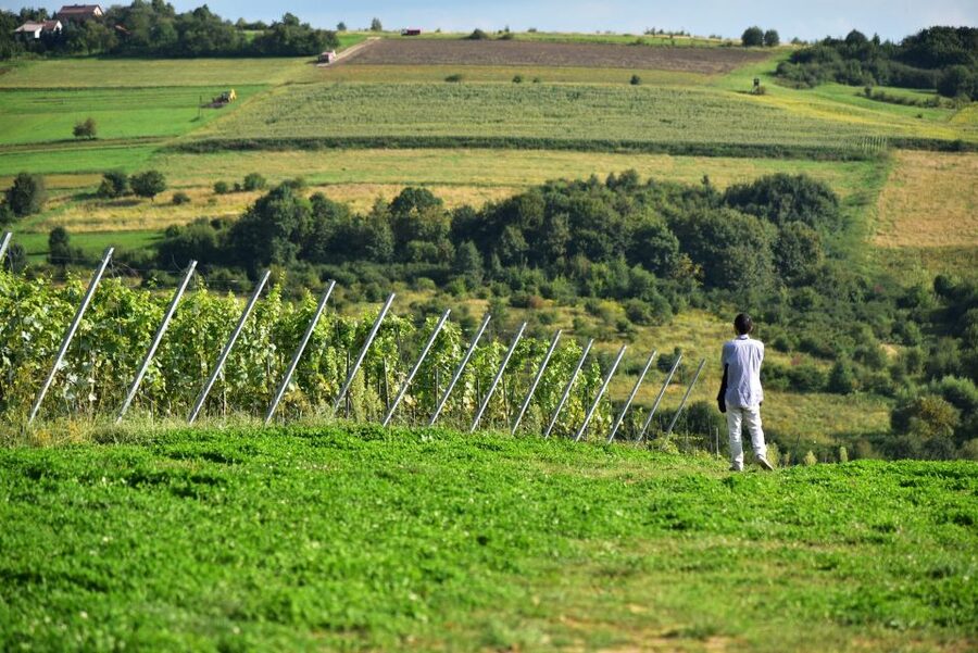 From Krakow: Wine Tasting at Vineyard - Is $224 a fair price for three hours?