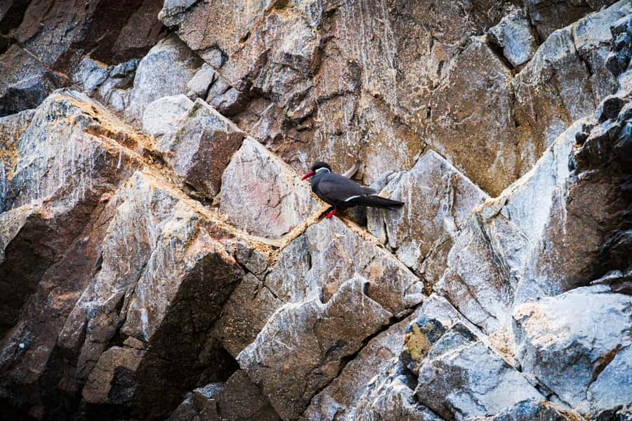 From Lima: Ballestas Islands, Huacachina, and Vineyard Tour - Guides who shape the day