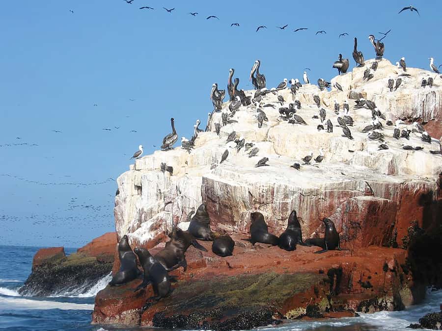 From Lima: Ballestas Islands, Huacachina, and Vineyard Tour - Who should book this experience?