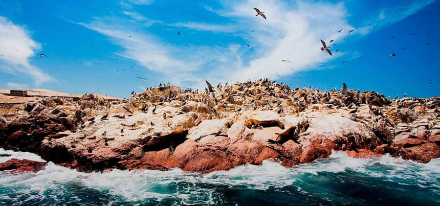 From Lima: Ballestas Islands, Huacachina and Wine Route Trip - Who should book this experience?
