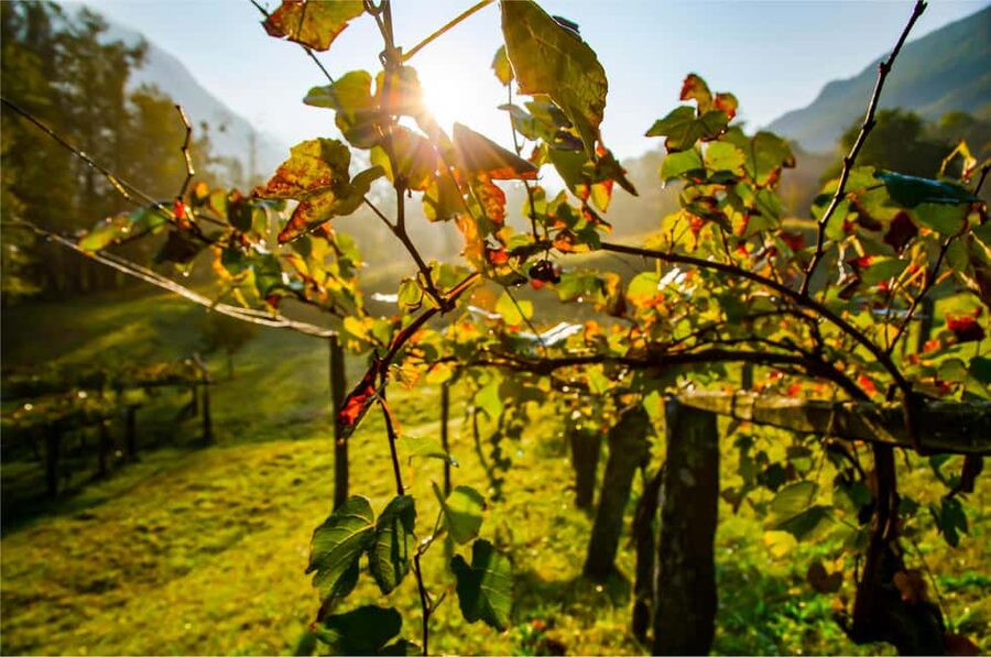 From Madrid to Ribera del Duero: Hidden Vineyards and Towns - What the price really covers