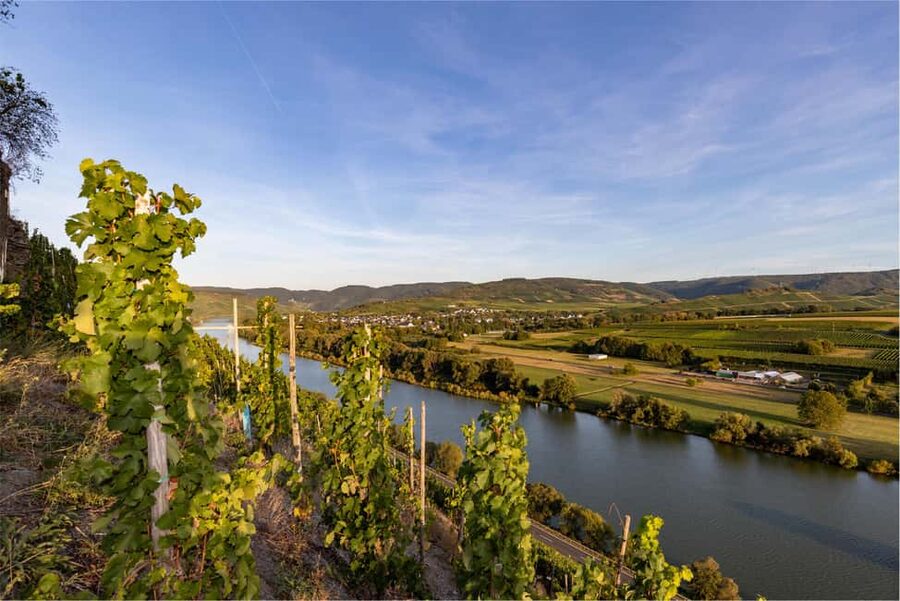 From Madrid to Ribera del Duero: Hidden Vineyards and Towns - Who will enjoy this day trip most