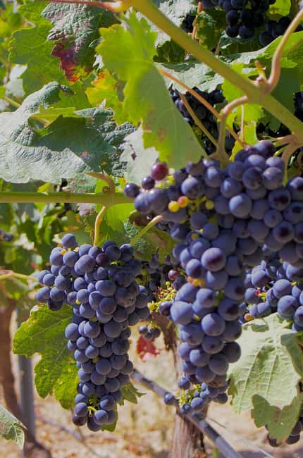 From Madrid: Visit Cuenca and a vineyard in the Spanish Tuscany - Walking, language, and practical details