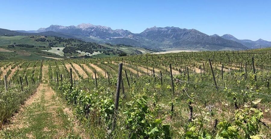 From Marbella: Ronda Tour Wineries Tour with Lunch - The first winery: three reds with local cheese and ham