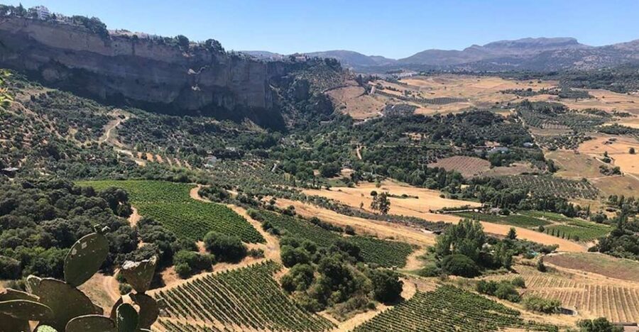 From Marbella: Ronda Tour Wineries Tour with Lunch - Is $222 per person good value?