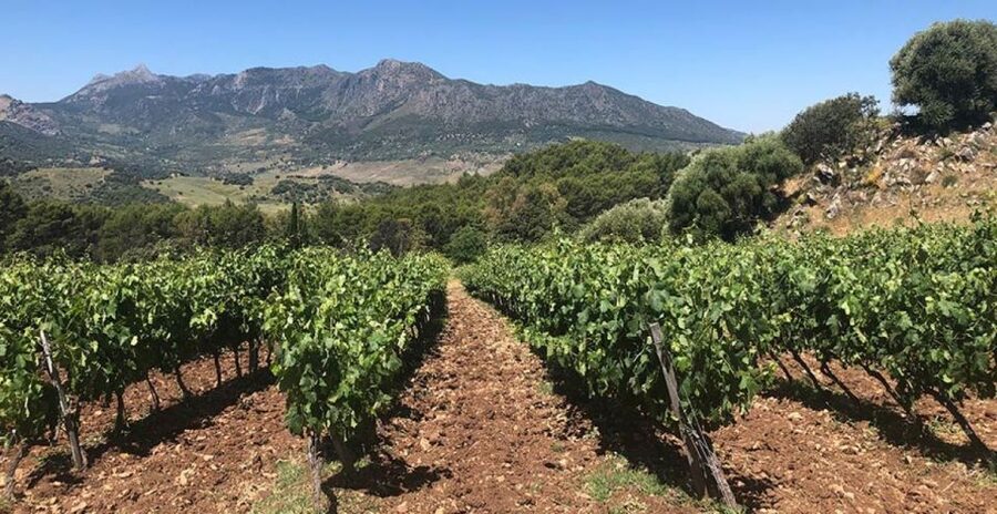 From Marbella: Ronda Tour Wineries Tour with Lunch - Arriving in Ronda above the gorge