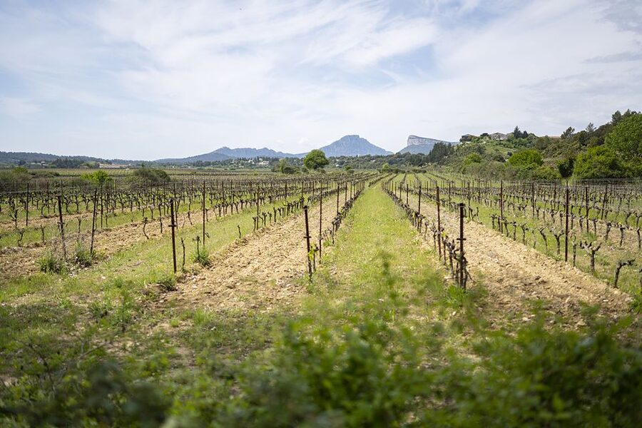 From Montpellier: Half-Day Vineyard & Pic Saint-Loup Tour - Why Pic Saint-Loup makes a good wine day