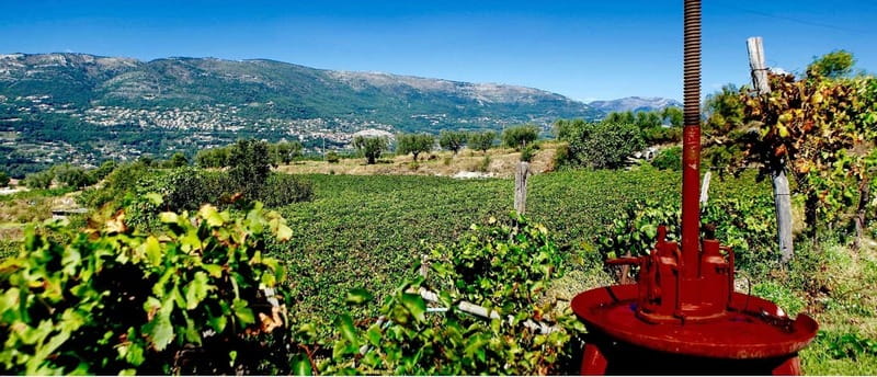 From Nice: Half-Day Wine Tour in the Bellet Wine Region - Why Bellet makes a good wine stop from Nice
