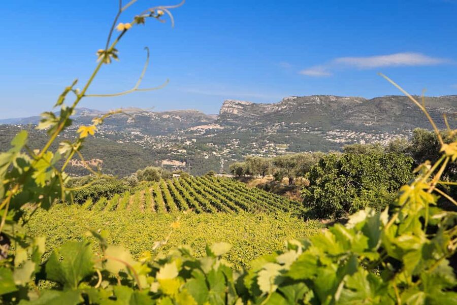 From Nice: Half-Day Wine Tour in the Bellet Wine Region - Who will enjoy this half-day outing?