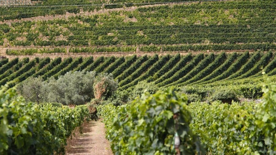 From Porto: 2 Wine Regions, Farm Lunch, and Boat Ride - Second winery in Vilarinho de São Romão