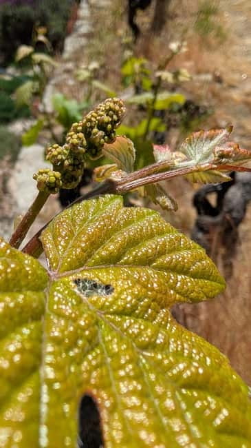 From Porto: 2 Wine Regions, Farm-to-Table Lunch & Boat - Starting from central Porto