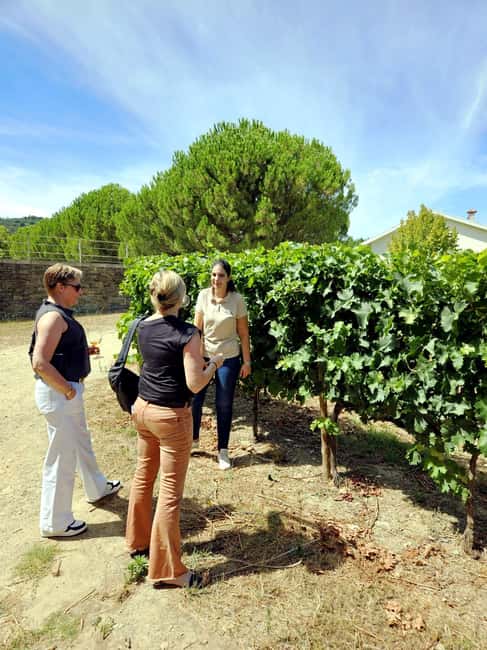 From Porto: Premium Douro Valley 4 Vineyards Tour with Lunch - Why the Douro Valley deserves a full day