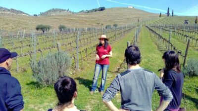 Premium Douro Valley 4 Vineyards Tour with Lunch