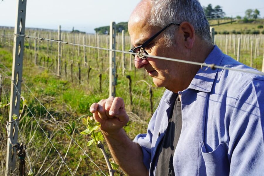 From Rome: Frascati Wine Region Tour with Wine Tasting - Who should book this Frascati outing?