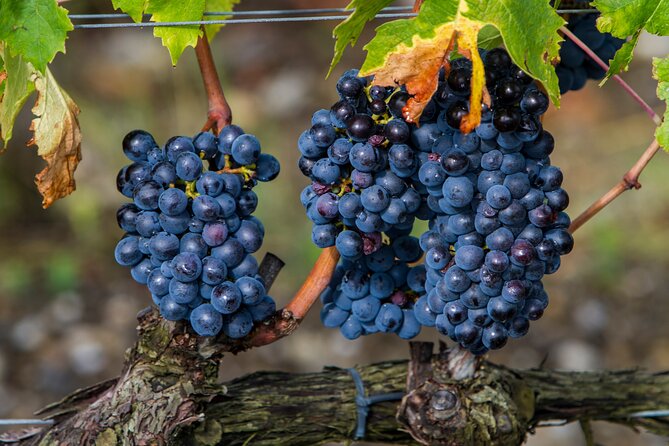 from Rome Montepulciano and Montalcino, the Wine Routes - Lunch inside a 13th-century wine cellar