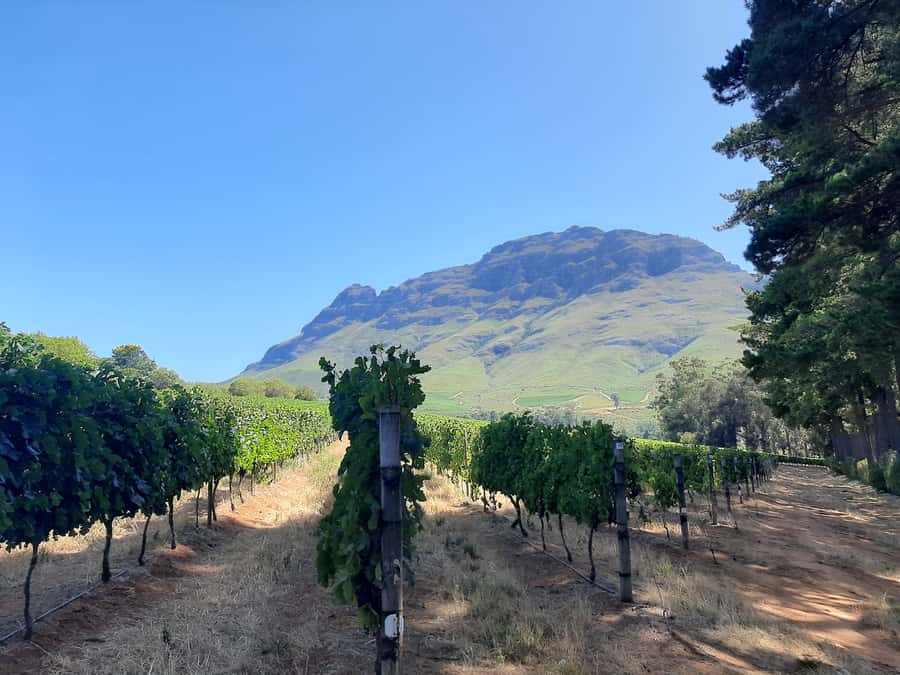 From Stellenbosch: Stellenbosch Guided Vineyard Walk - Starting at Zorgvliet with a private view of Stellenbosch