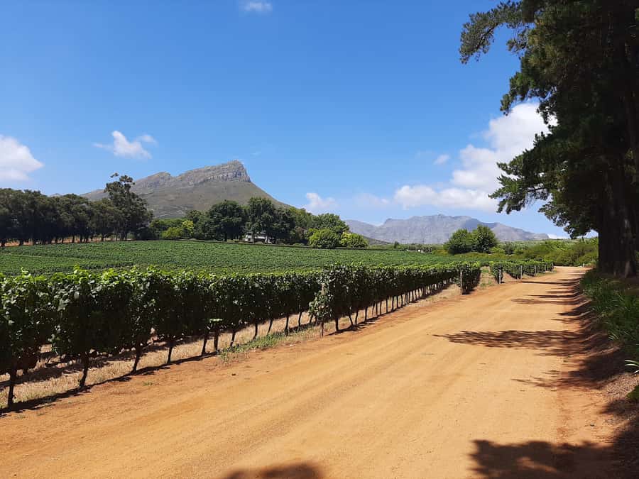 From Stellenbosch: Stellenbosch Guided Vineyard Walk - A first wine stop beneath the trees