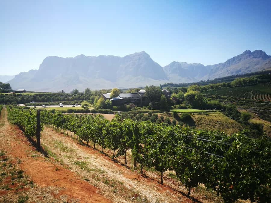 From Stellenbosch: Stellenbosch Guided Vineyard Walk - From vineyards to proteas and olive trees