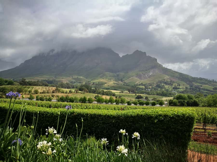 From Stellenbosch: Stellenbosch Guided Vineyard Walk - The second winery and the cellar tour