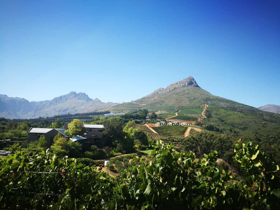 From Stellenbosch: Stellenbosch Guided Vineyard Walk - What the $96 price really buys